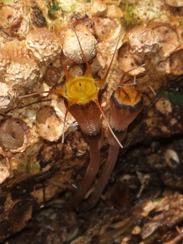 Nová rostlina Thismia hexagona (foto: Martin Dančák)