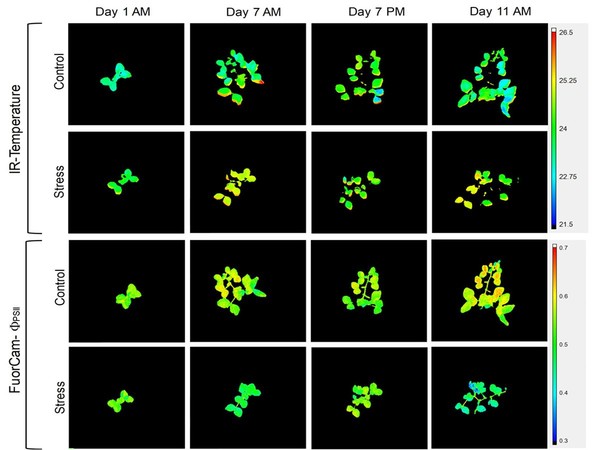 Phloem exudate metabolic content reflects the response to water-deficit stress in pea plants